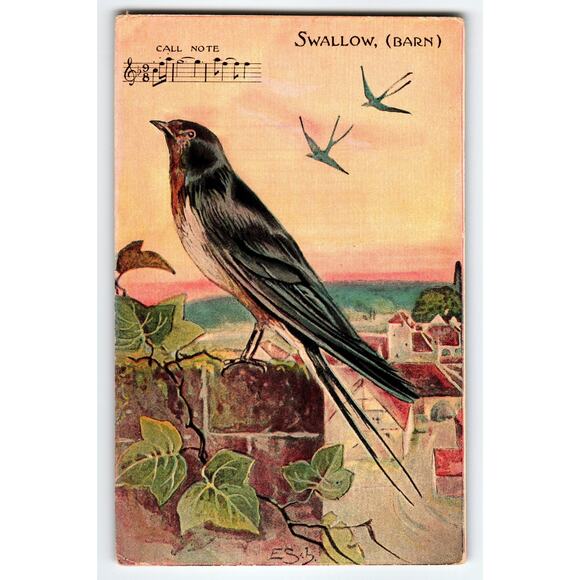Vintage Barn Swallow Bird Lithograph Postcard with Musical Notes - Picture 1 of 2